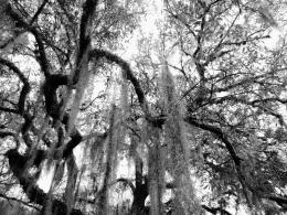 Hanging Moss