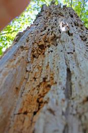 Up the Tree.   Picture