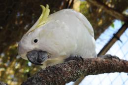 WatchtheBirdie