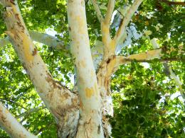 WhiteBark