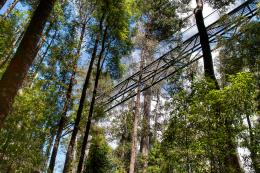 below the tree top walk