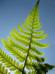 fern