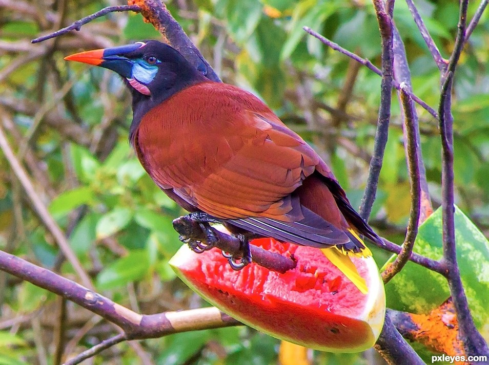 Montezuma bird