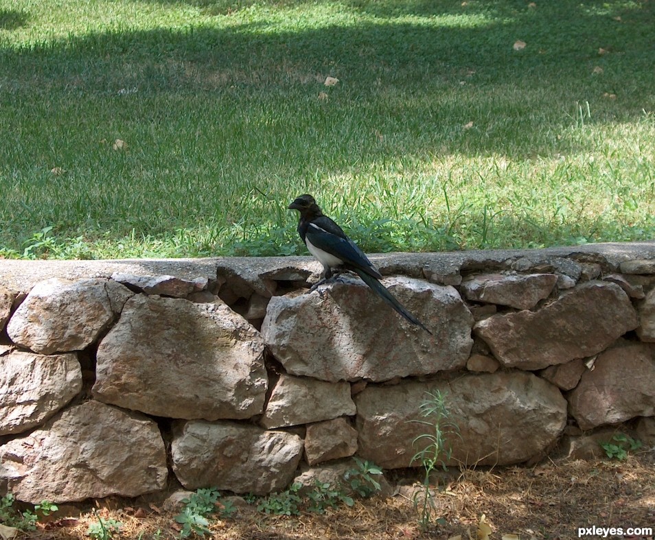 wagtail