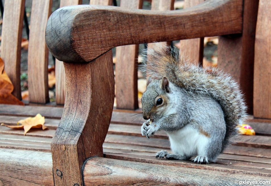 Squirrel on a bench