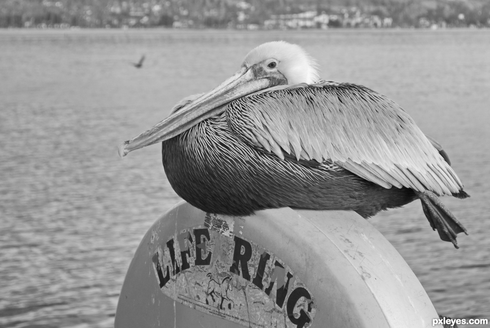 Pelicans Rest