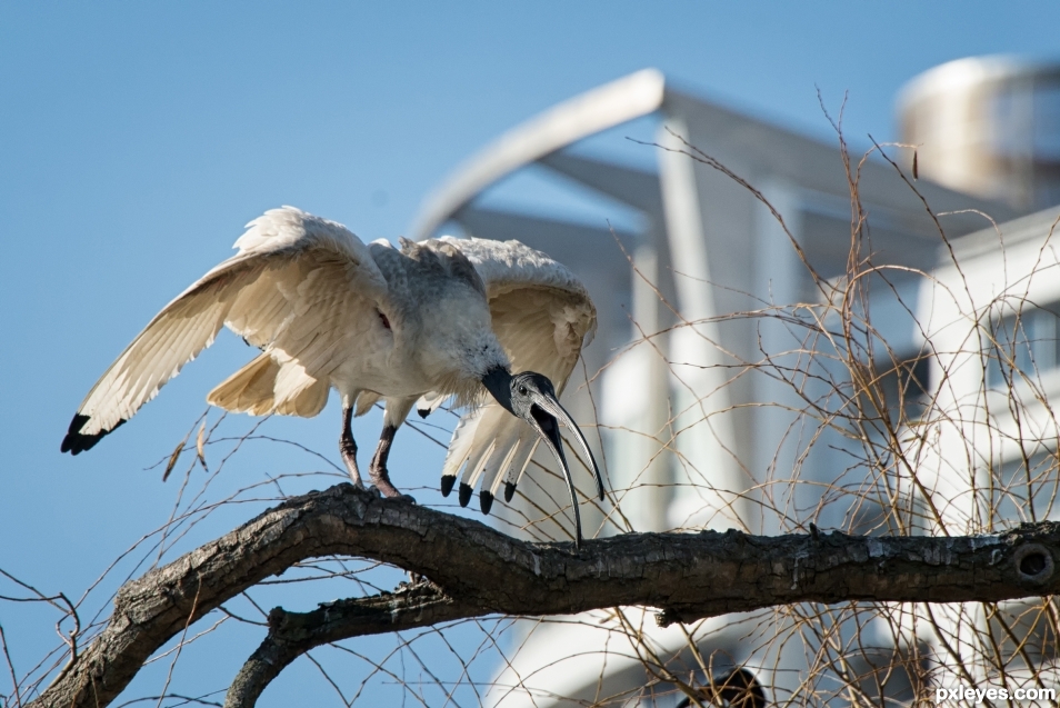 City Ibis