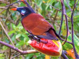 Montezuma bird