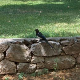 wagtail