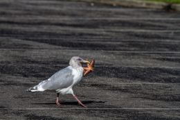 Marching Through the Parking Lot