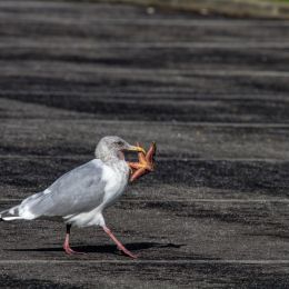 MarchingThroughtheParkingLot