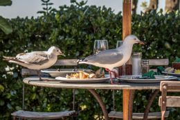 Uninvited guests