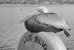 Pelicans Rest