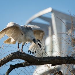 CityIbis