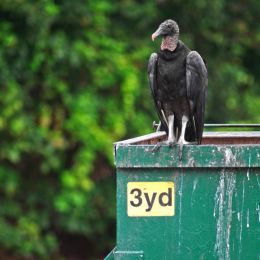 BlackVulture