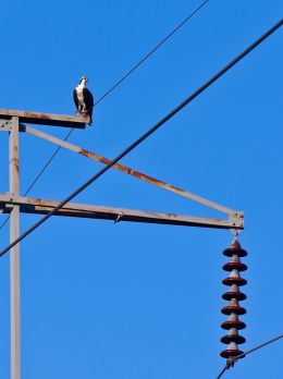 Osprey Perch