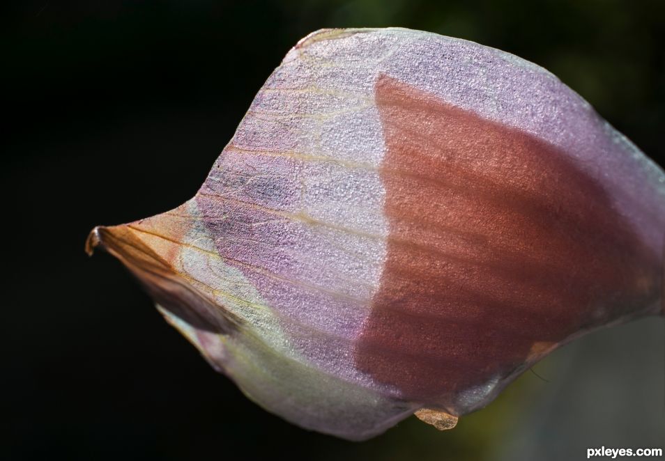 Onion peel beauty