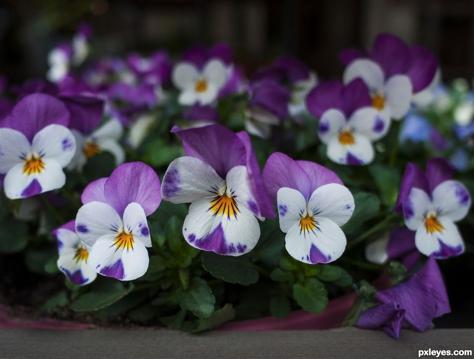 Violas