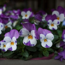 Violas