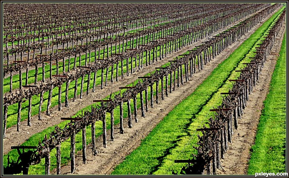 Vineyard Rows