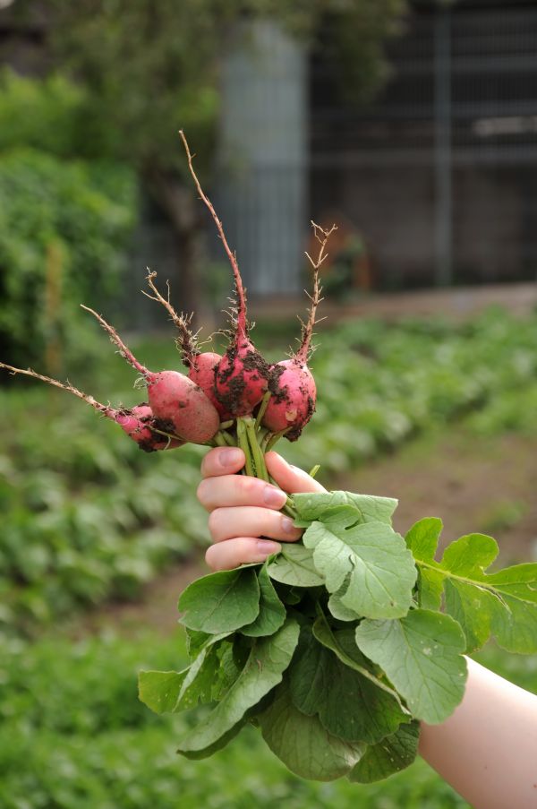 Radish