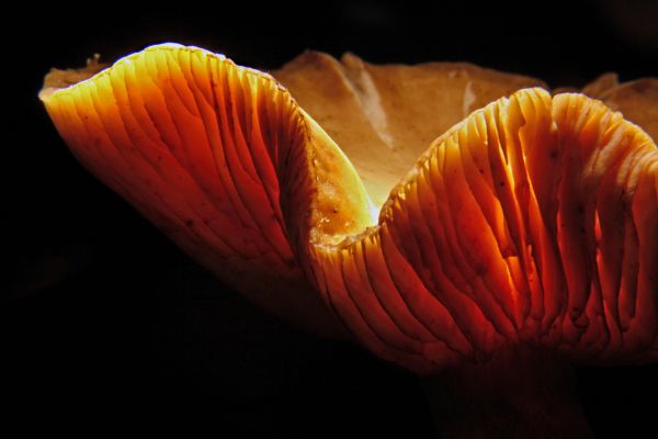 Chanterelle 