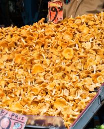 Chanterelle