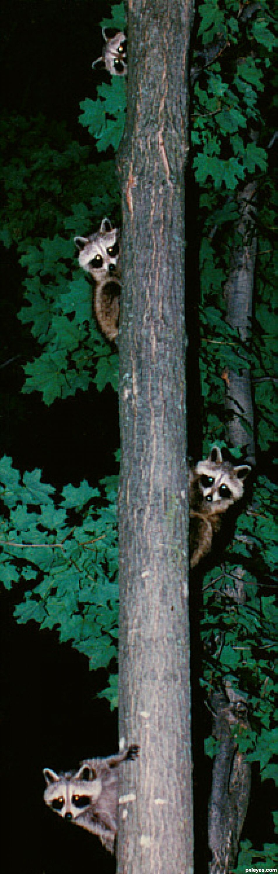 Racoon Totem Pole