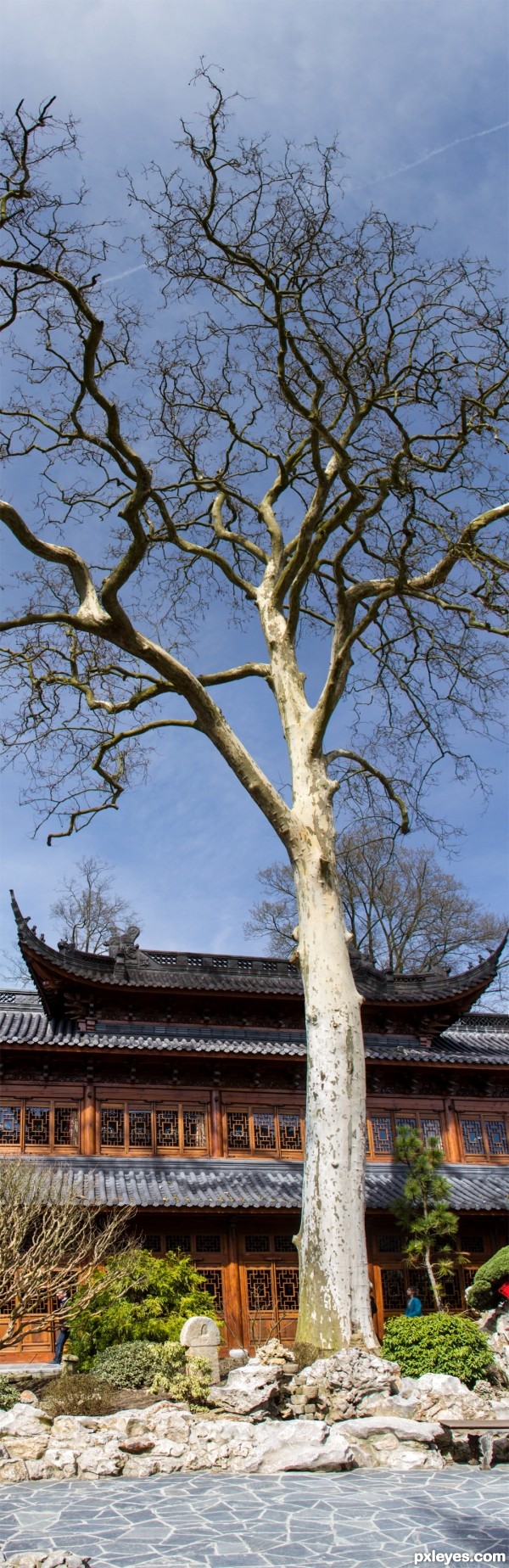 Creation of Tree in China: Final Result