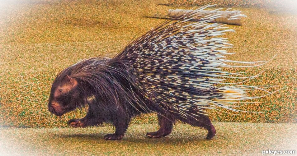 Porcupine