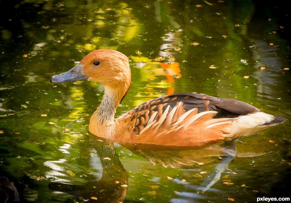 Duck in water