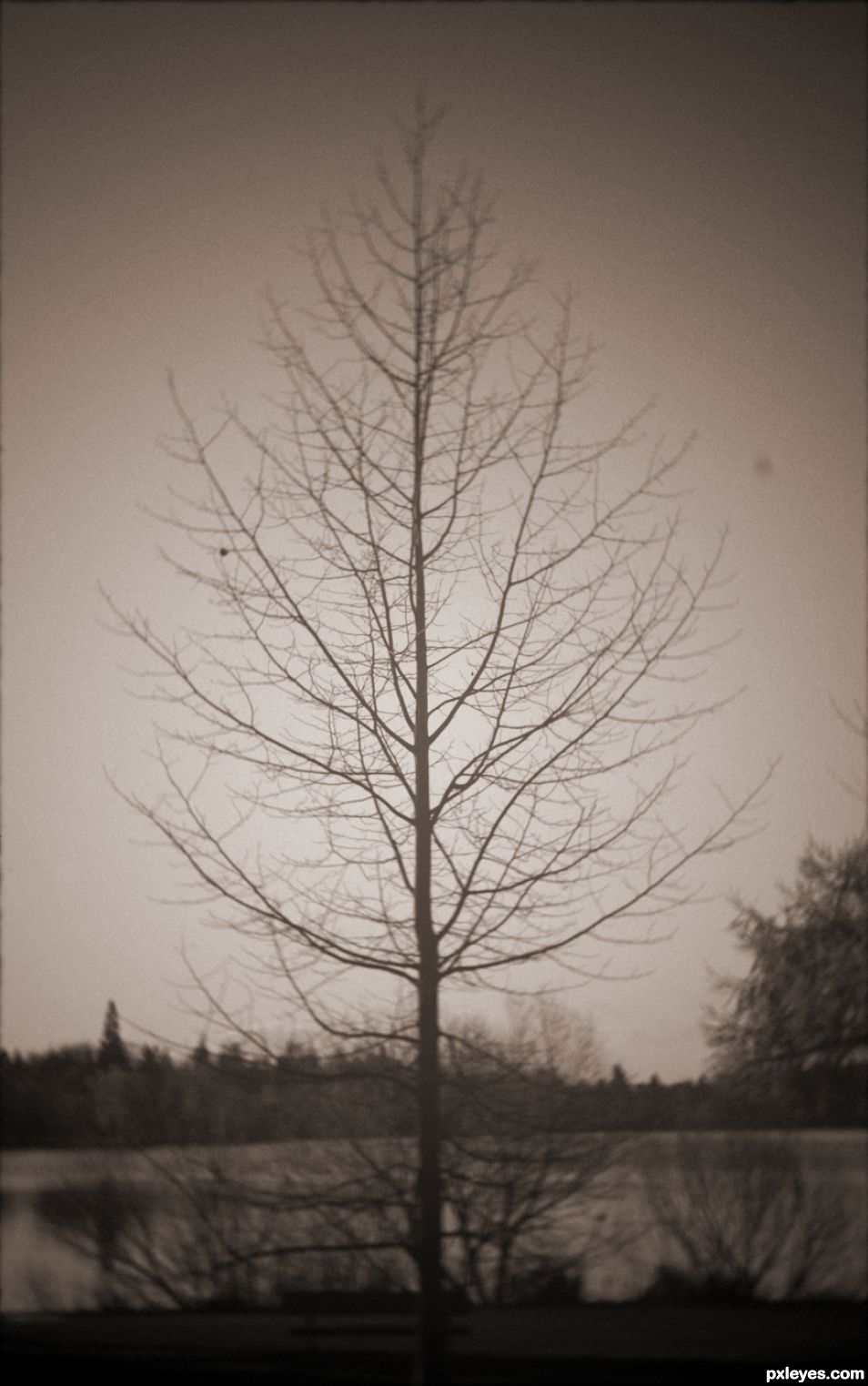 Winter at Greenlake, Seattle, WA