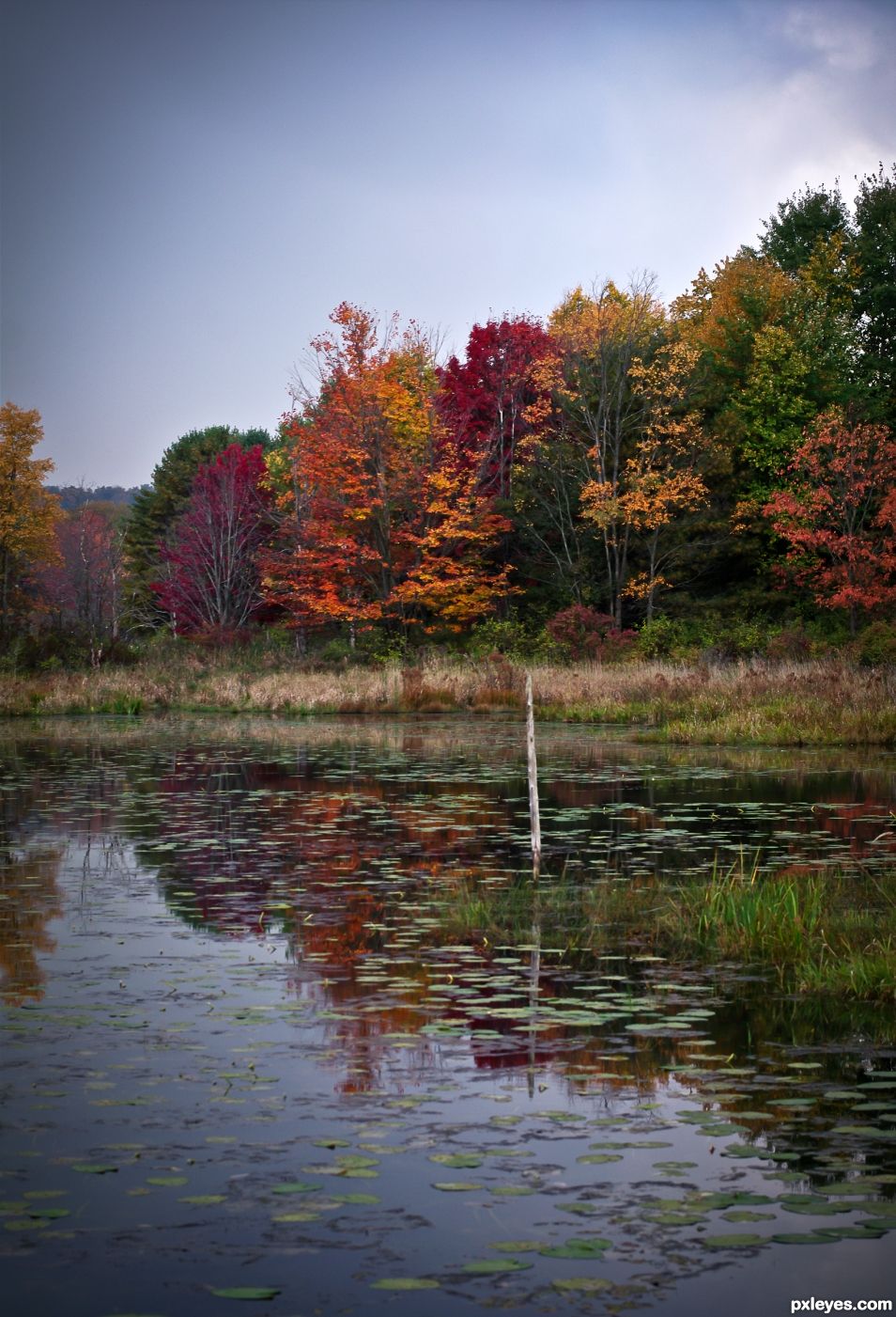 Pond