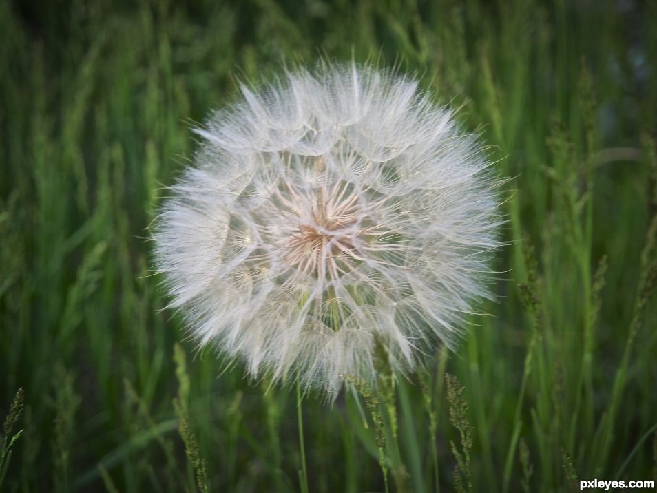 Dandelion Fluff