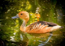 Duck in water