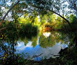 Tranquil Pond