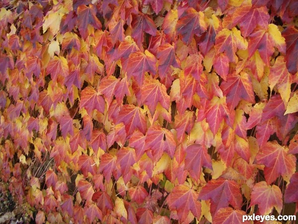 Bright Autumn Leaves