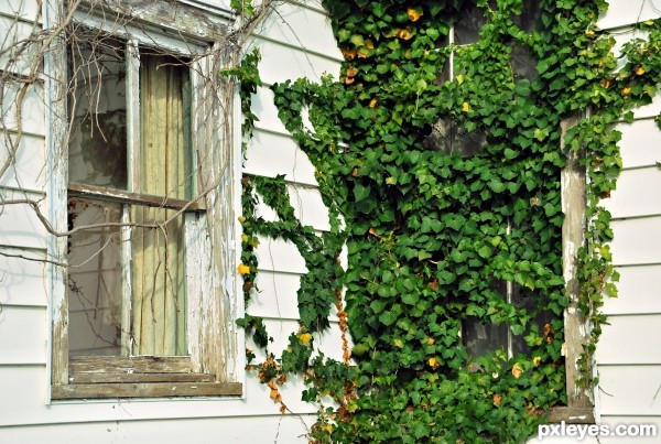 Ivy Intrusion