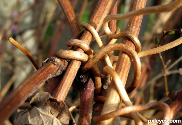 Knotted Clematis