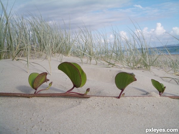 Vine on the beach