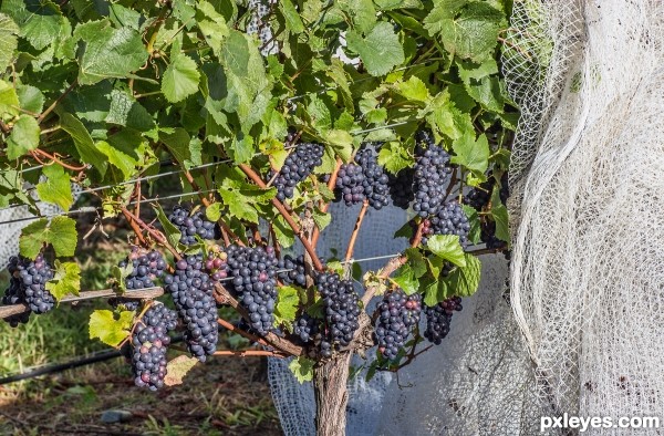 ready for harvesting