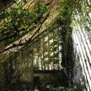 vines 2 photography contest