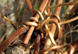 Knotted Clematis