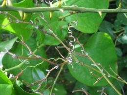 Twirling vines