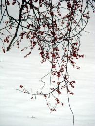 WinterBeauty