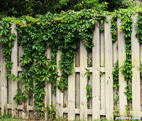 Beautiful Fence Cover