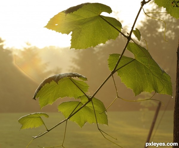 Grapevine at Morning Light