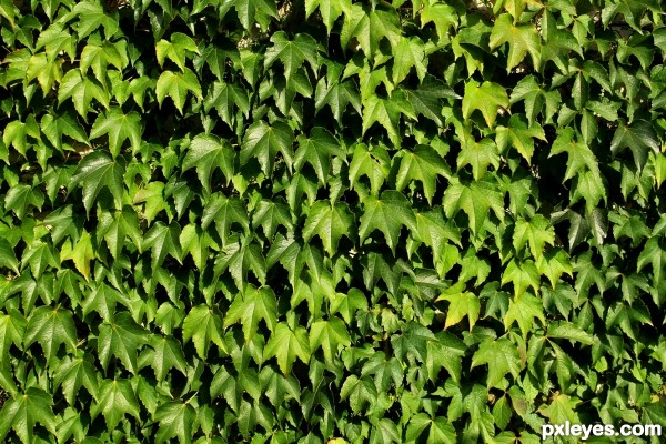 Wall of vines