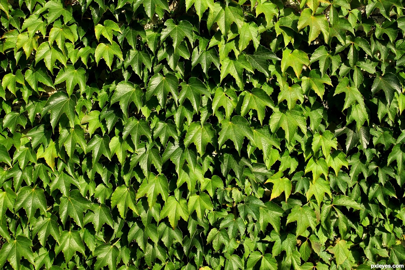 Wall of vines 4e095d441eff2_hires