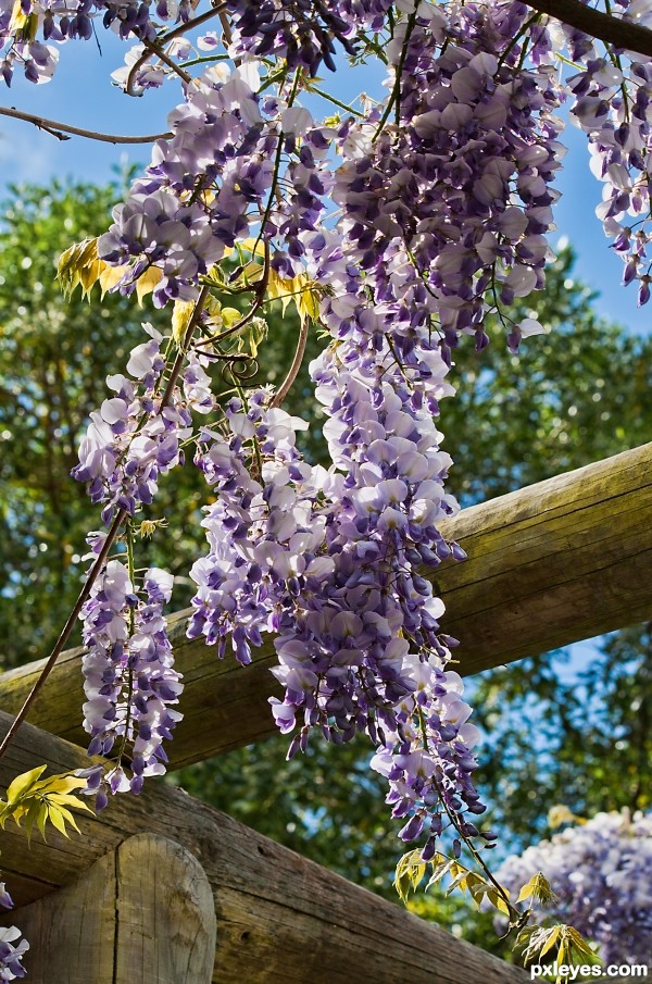 Wisteria photoshop picture)